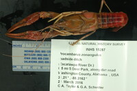 Procambarus zonangulus image